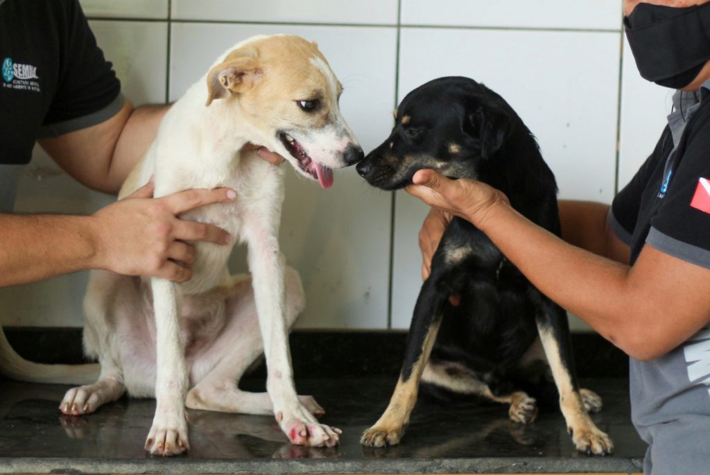População de baixa renda conta com atendimento veterinário gratuito em Marituba