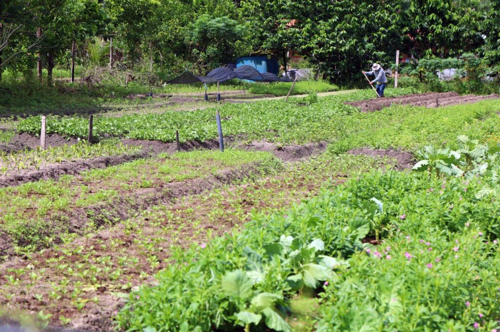 Agricultura familiar teve um ano de grandes conquistas em 2021