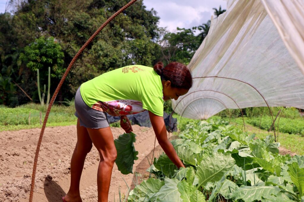 Marituba comemora bons resultados no setor da agricultura e mobilidade urbana