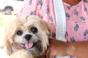 Marituba vacina animais de estimação e realiza Feira de Adoção Responsável neste sábado (30)