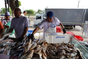 V Feira do Pescado movimentou a economia do pescado e da agricultura familiar no município