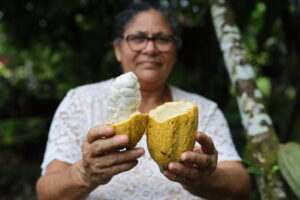 Agricultores e empreendedores de Marituba terão capacitação sobre cultivo e beneficiamento do cacau