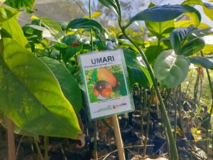 Marituba fortalece identidade ambiental e cultural com produção de mudas em viveiro municipal